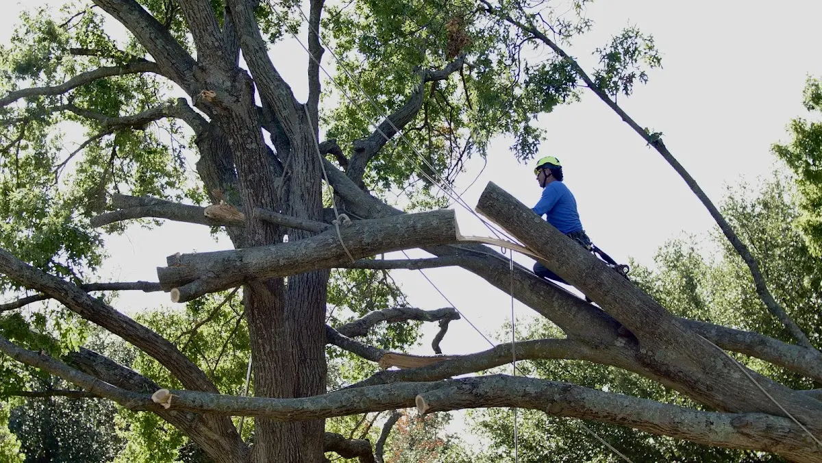 Professional Crown Thinning performed by certified arborists in Lemont