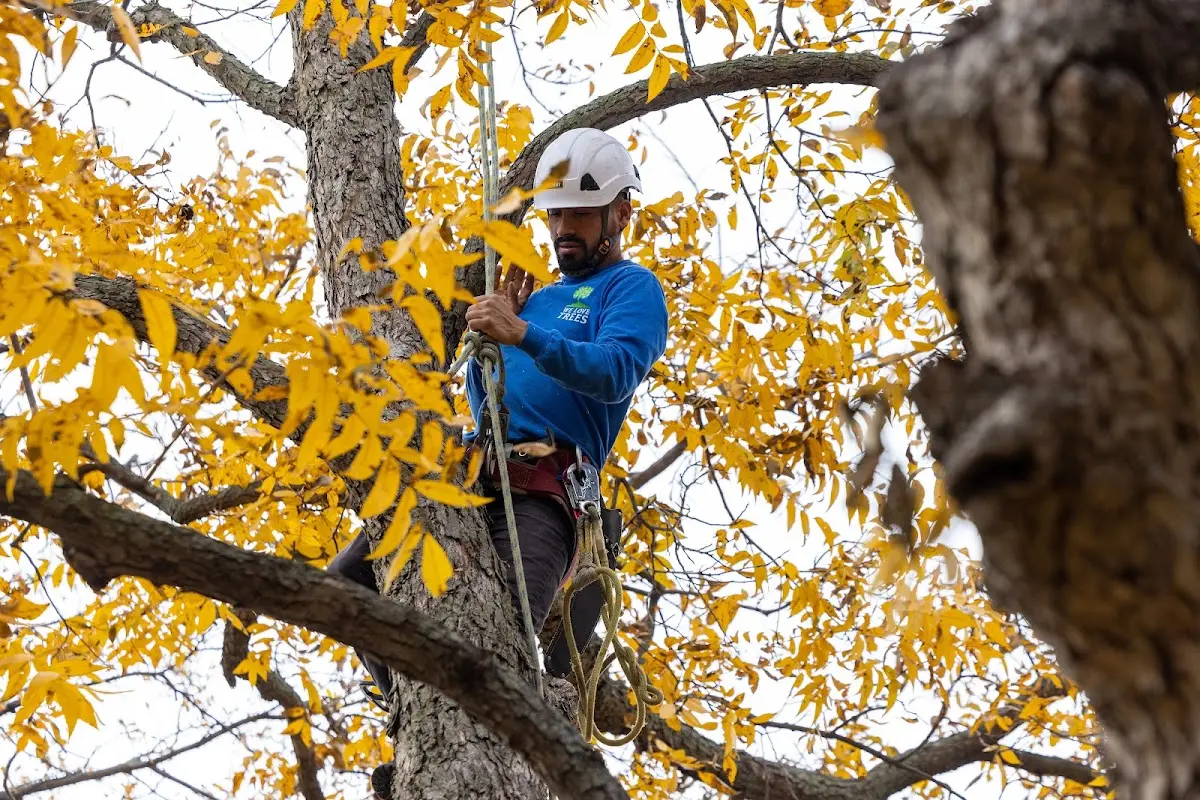 Skilled Tree Planting crew working in Lemont